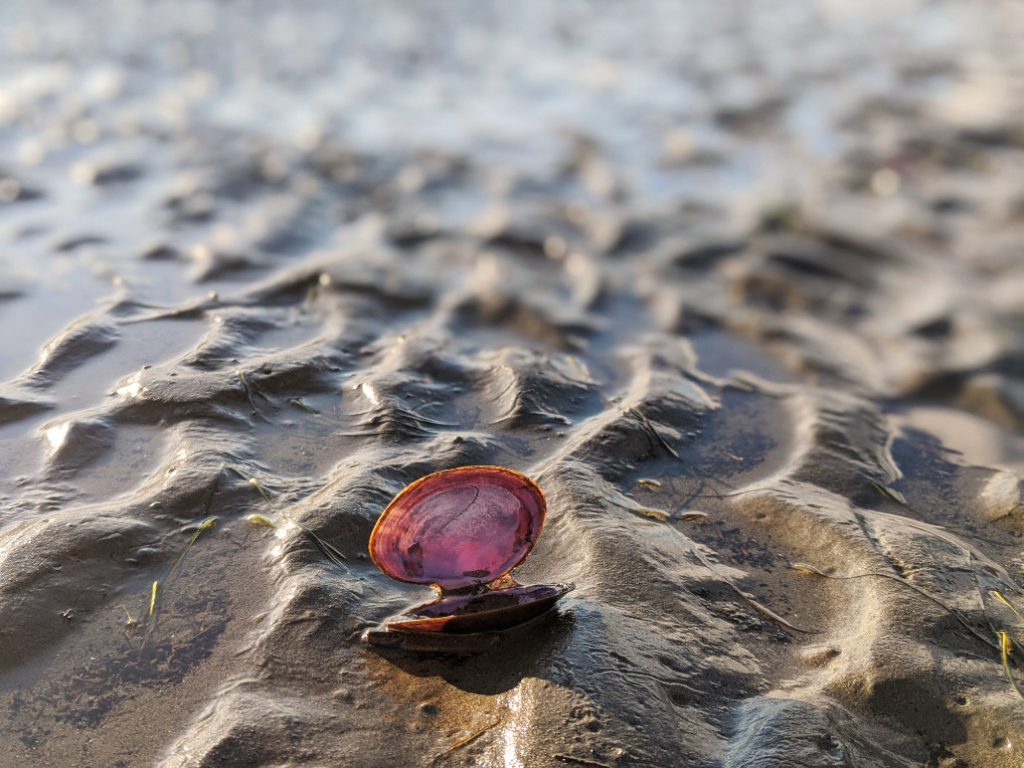 Shell on Spanish Banks beach