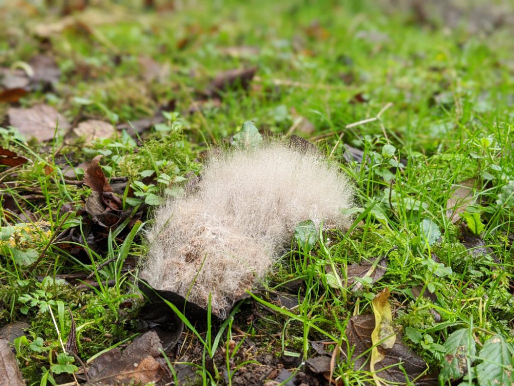 This is pretty gross and cool - dog poop that went fluffy with mold