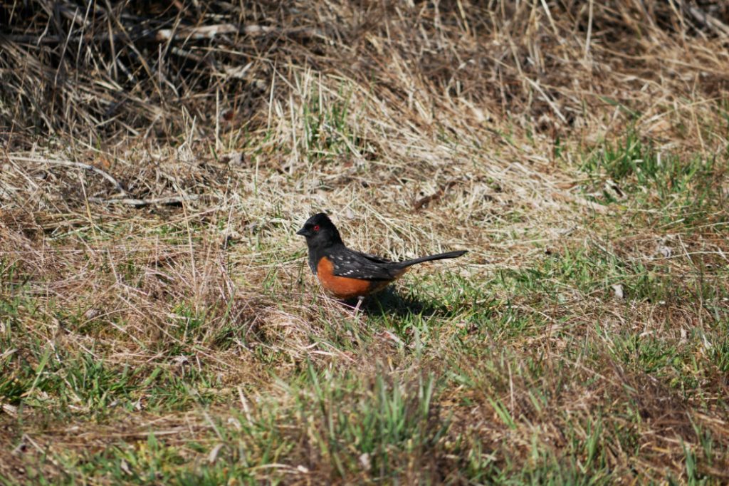 American robin