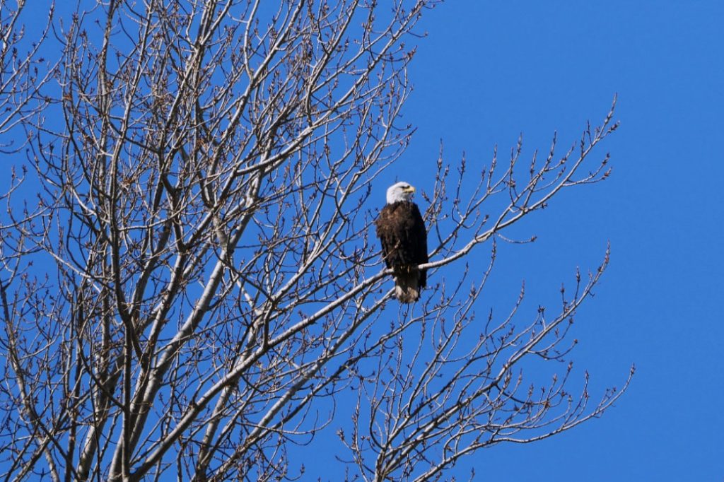 Bald Eagle