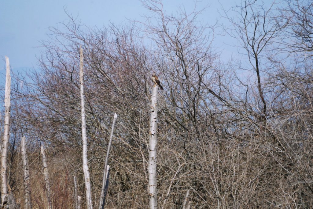 Northern Harrier
