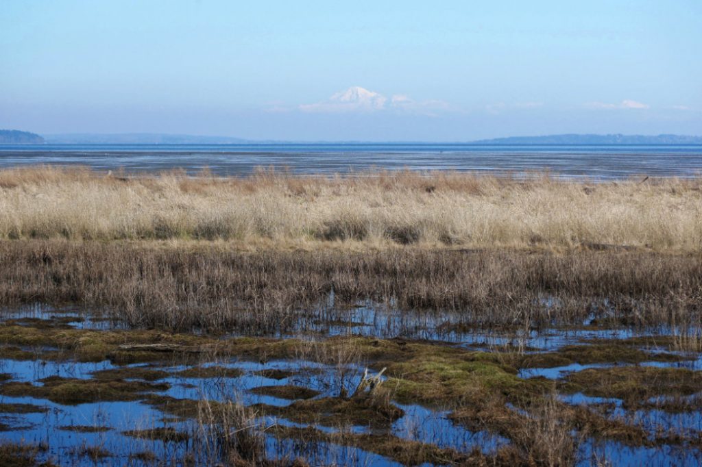 Boundary Bay Dyke Trail - view of wetlands and Mount Baker