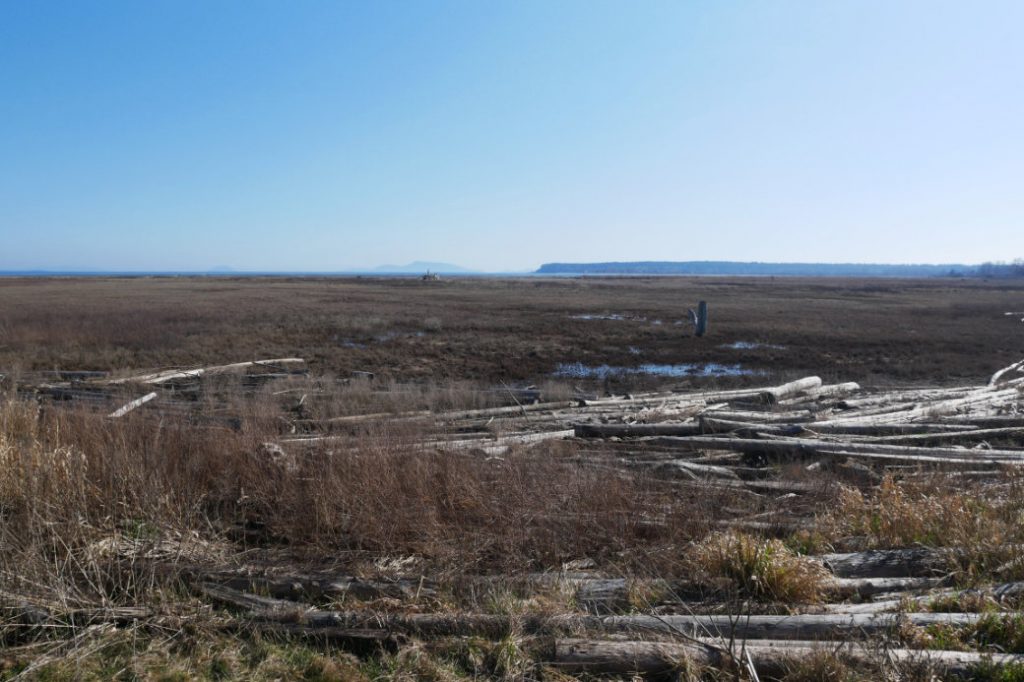 Looking back to the wetlands and Point Roberts
