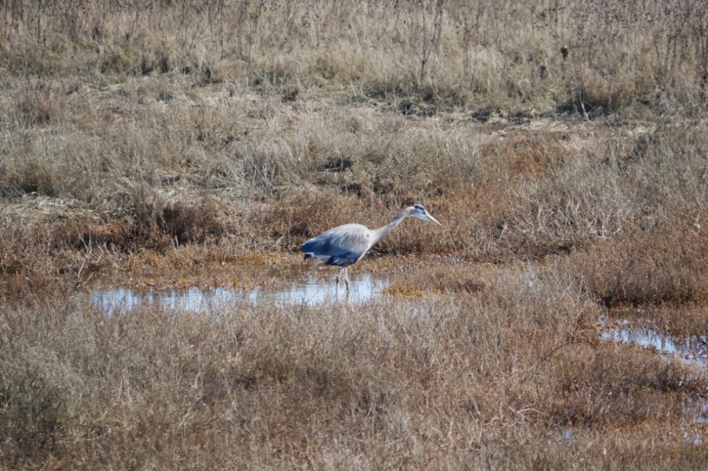 Heron on the Boundary Bay Dyke Trail
