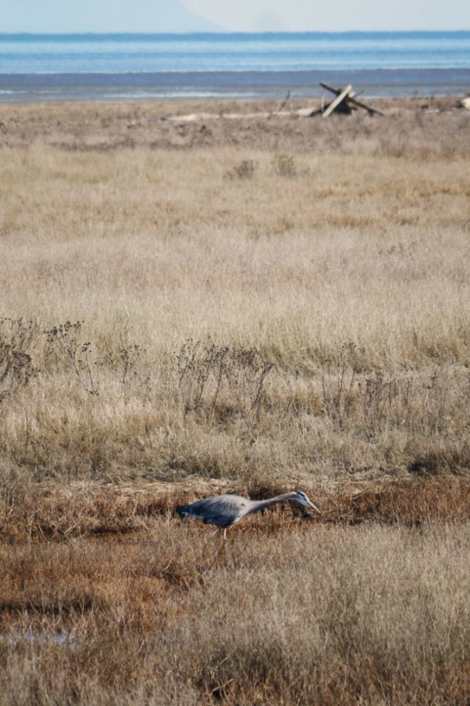 Heron on the Boundary Bay Dyke Trail