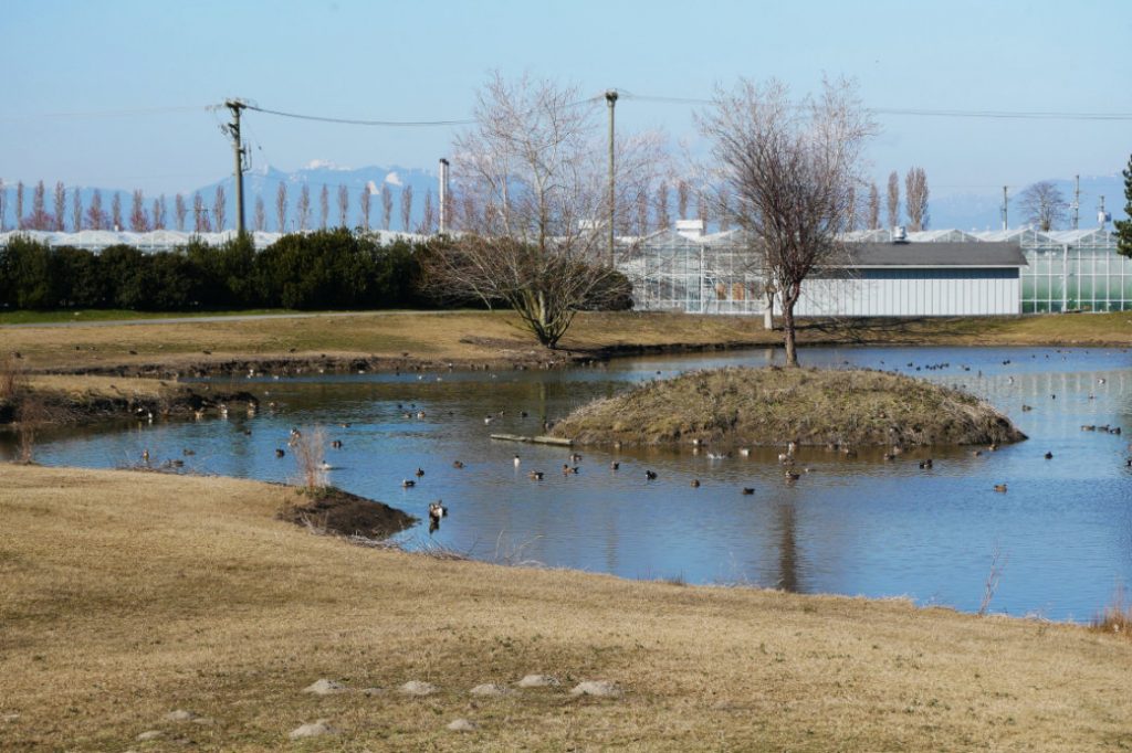 Duck heaven and indoor farms Boundary bay