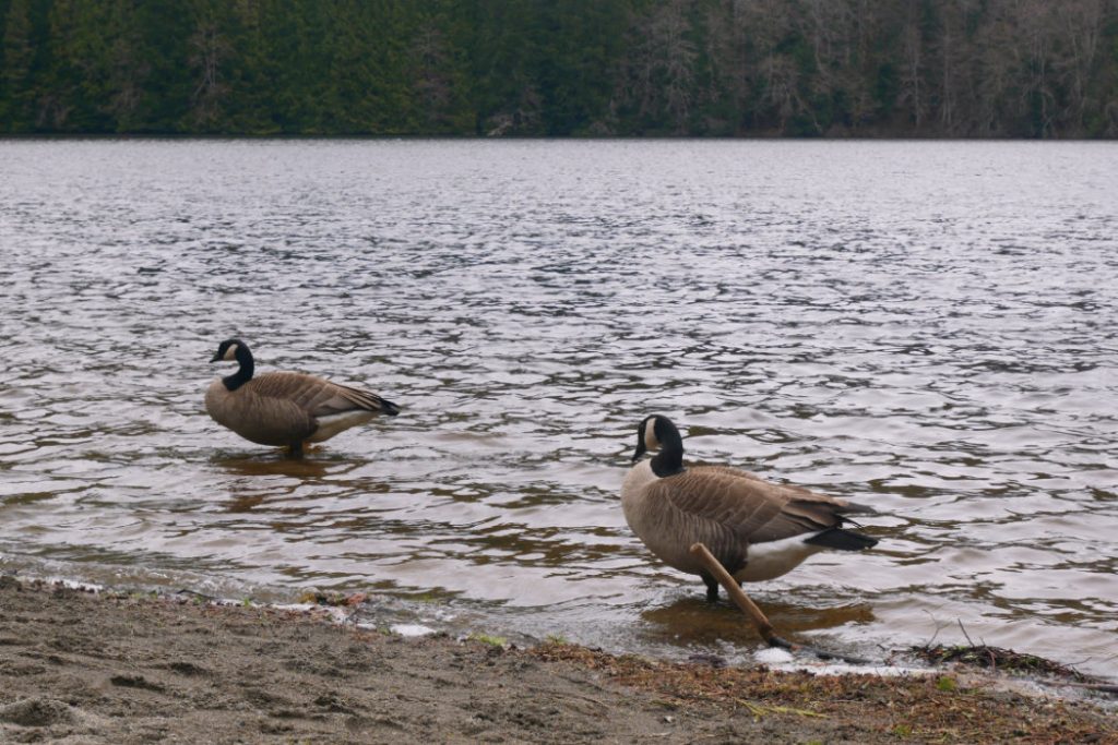 Alice Lake geese