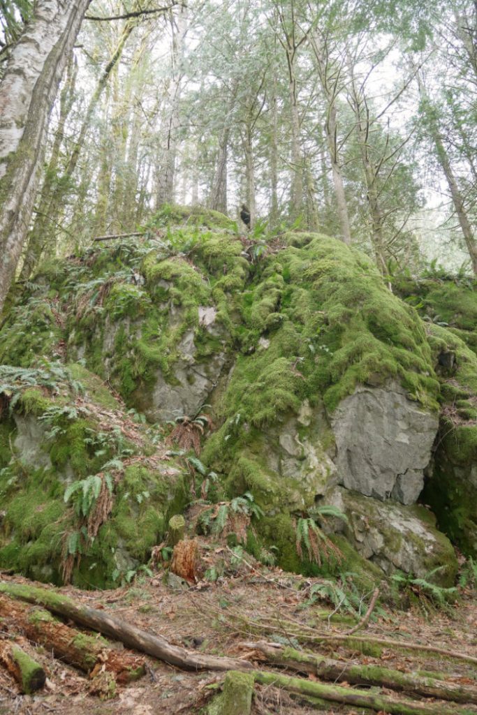 Alice lake - mossy trail