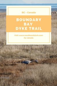 Boundary Bay Dyke Trail - fantastic for bird watching