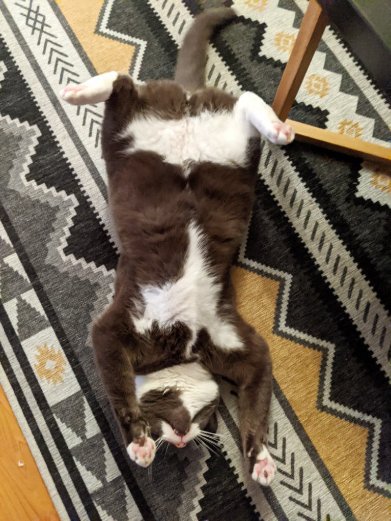 In case you need to see Monty's belly