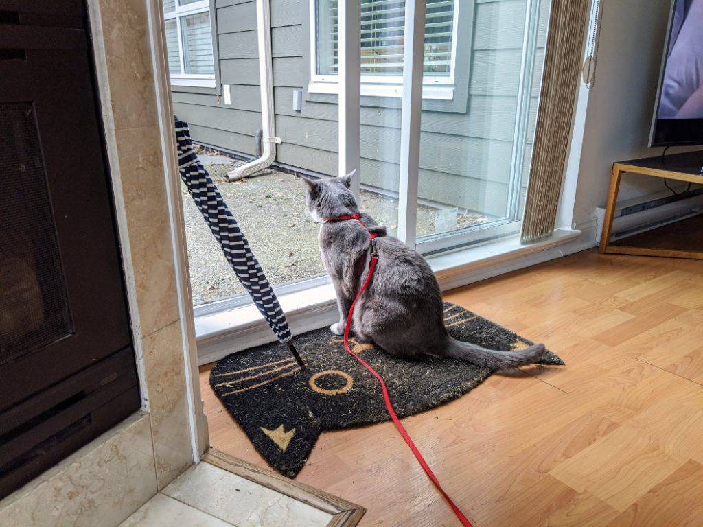 Monty by the back door
