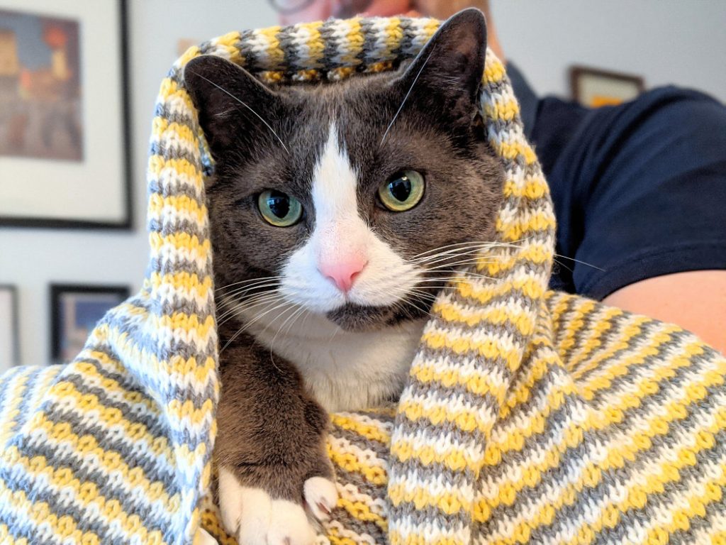 Monty in a blanket
