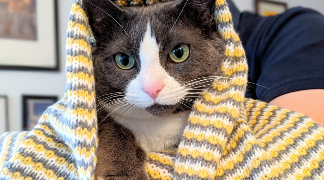 Monty in a blanket