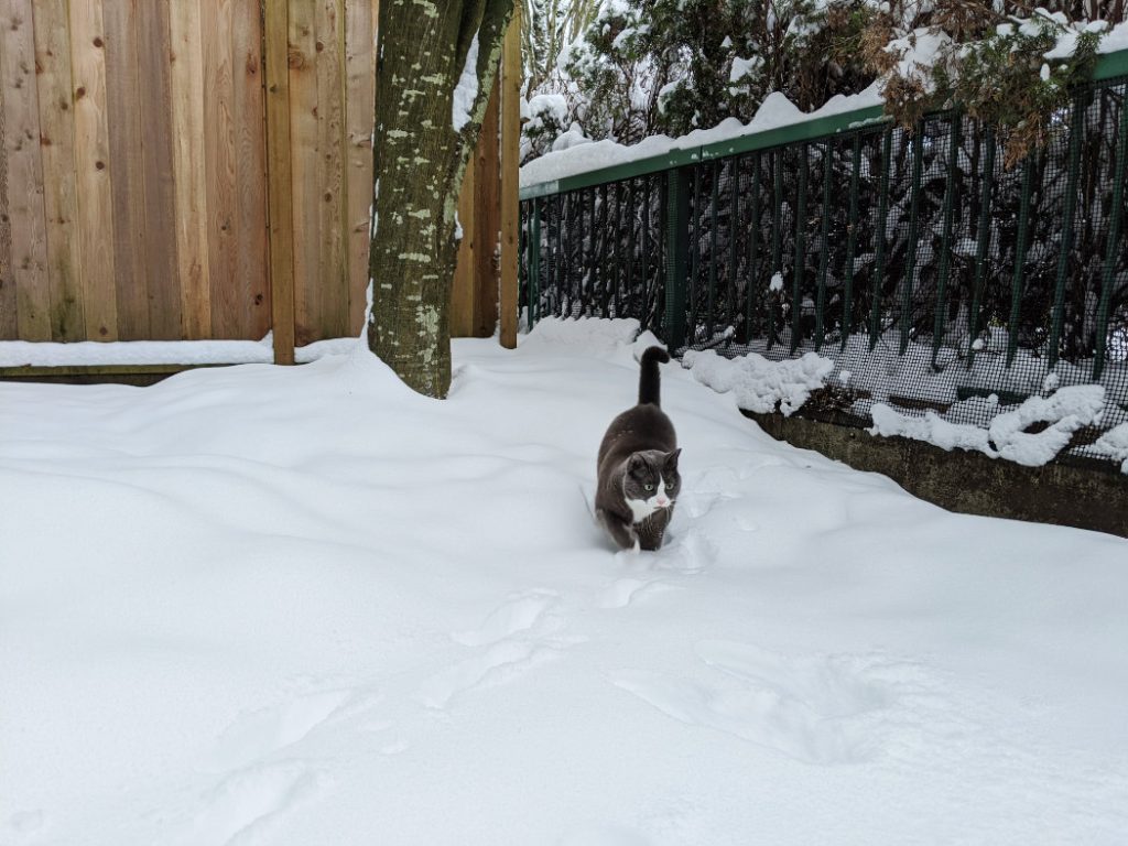 Monty in deeper snow