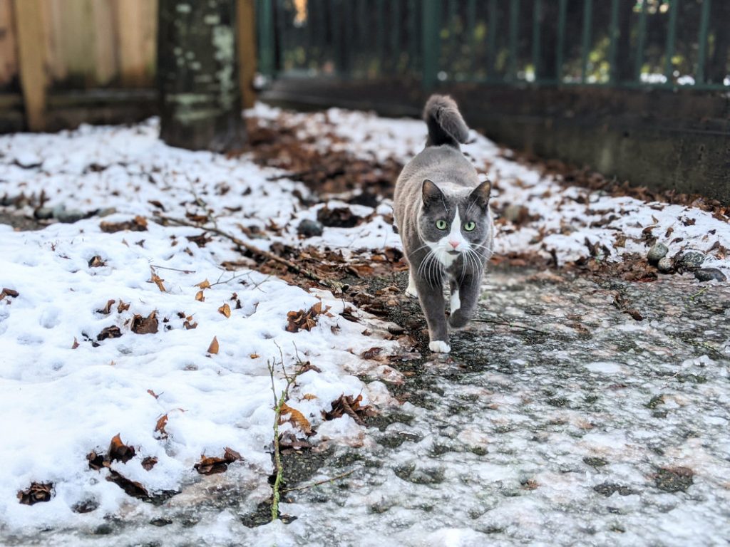 Monty in light snow