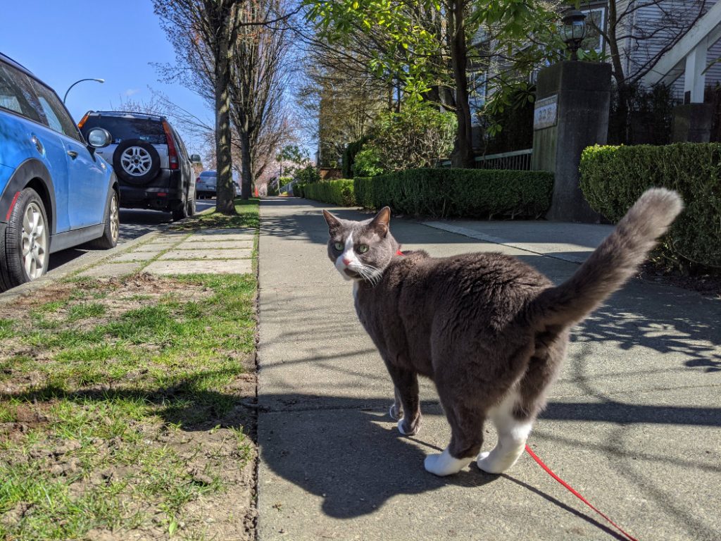 Monty on the streets of Vancouver