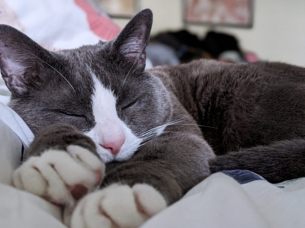 Total exhaustion with hoomans working from home