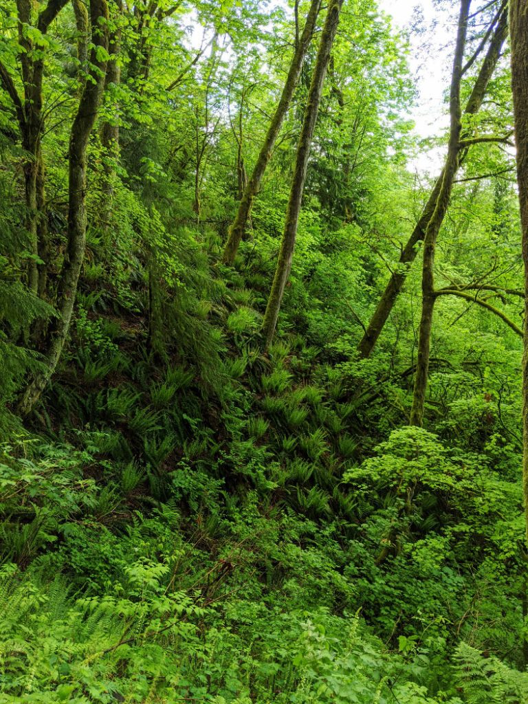 Love all the ferns and the steep mountain slopes