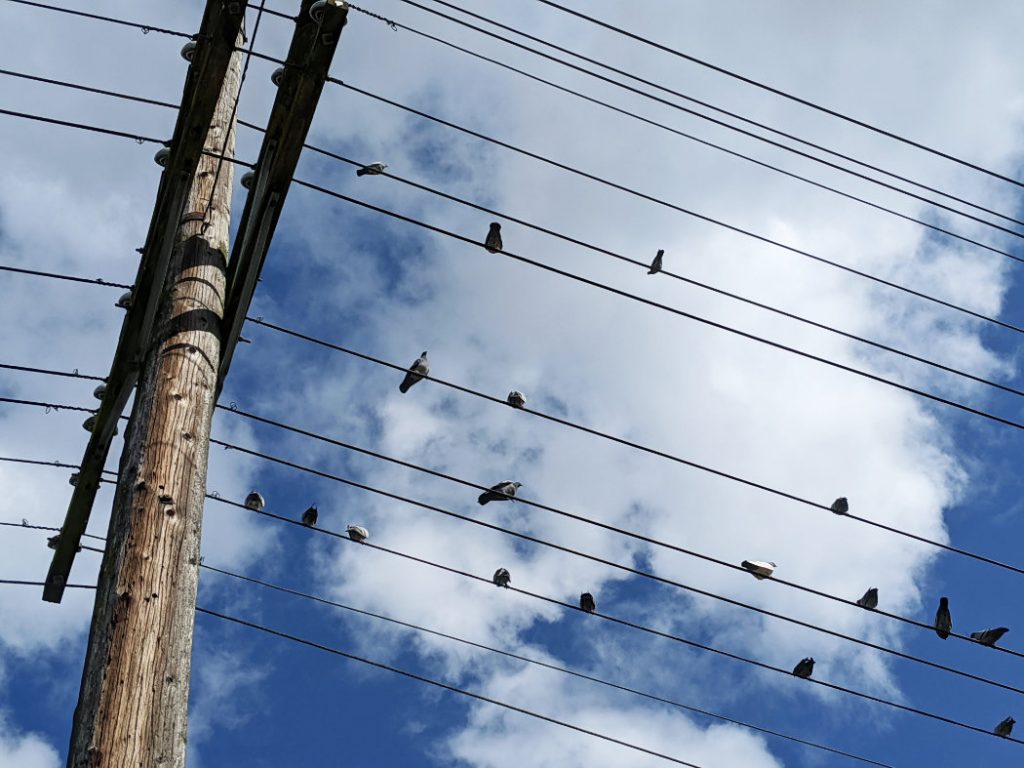 48th Birds on the wires above the Arbutus Greenway