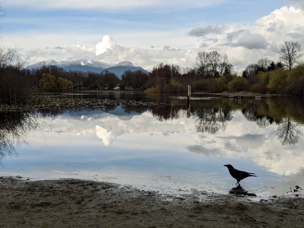 A crow at Trout Lake