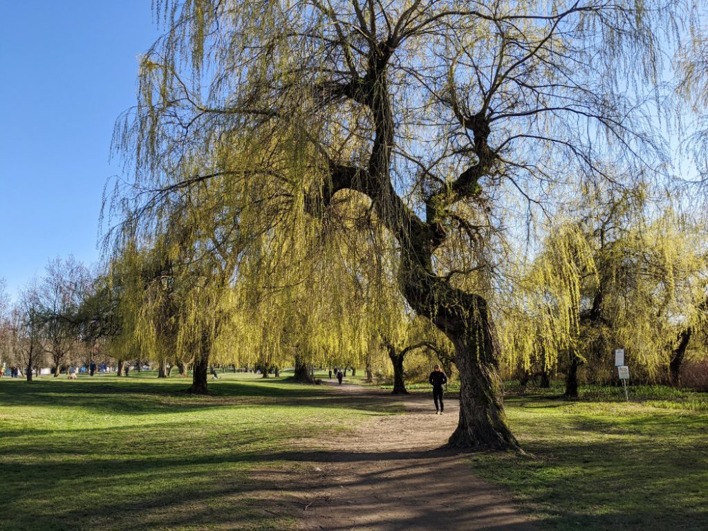 Beautiful willows near Trout Lake