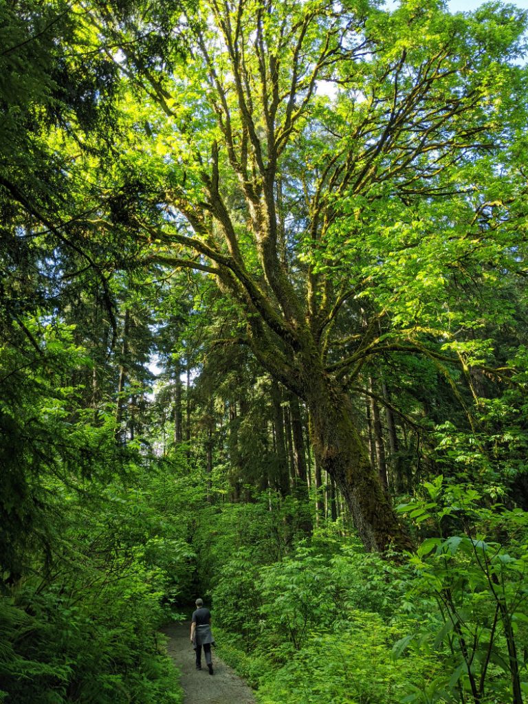 Bigleaf Maple