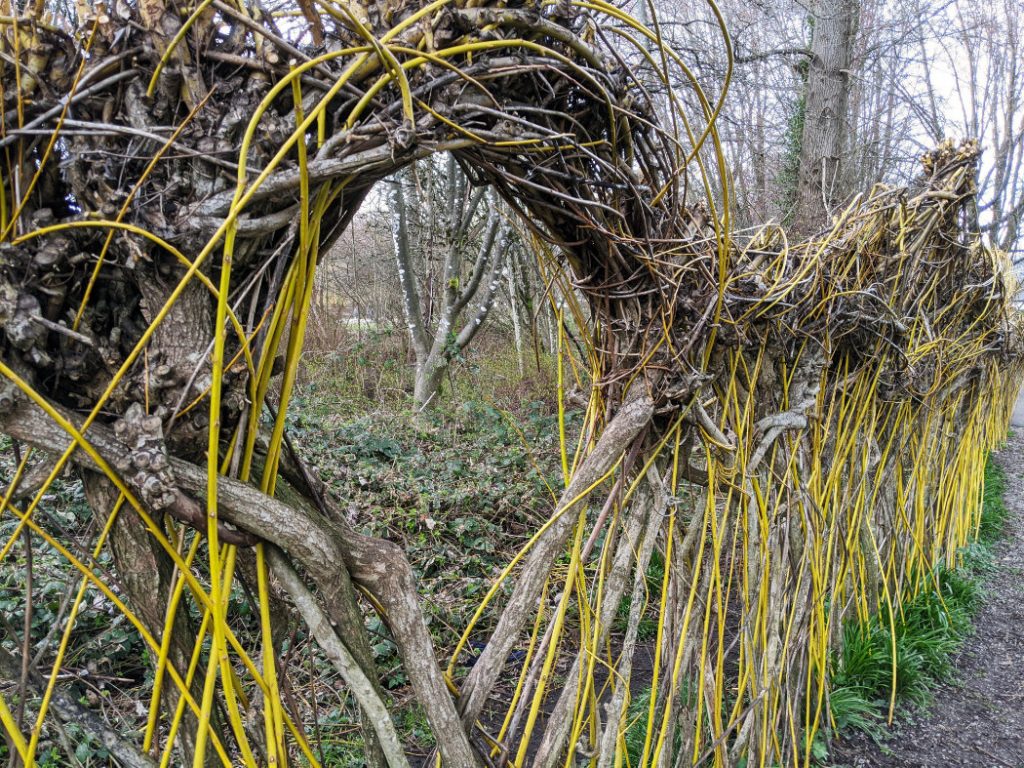 Cool living fence
