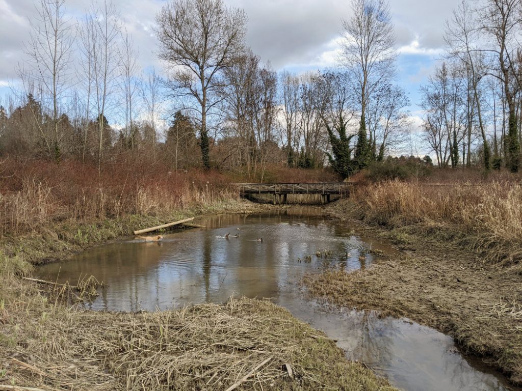 Fraser River Park - Marshy area