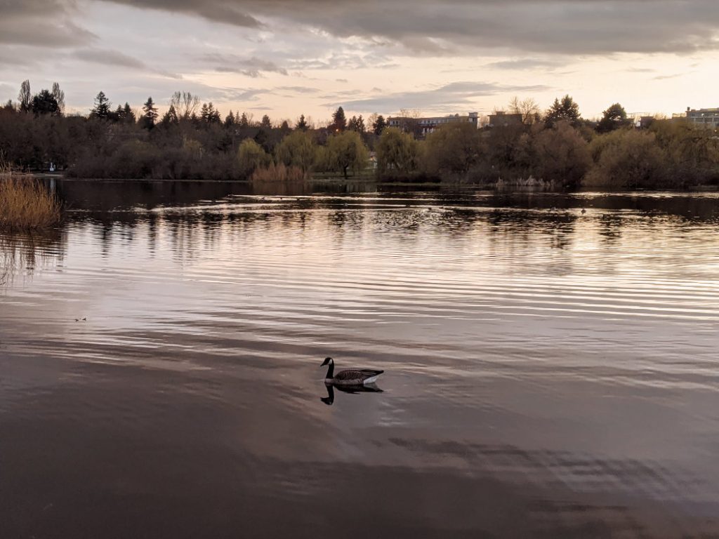 Goose on Trout Lake