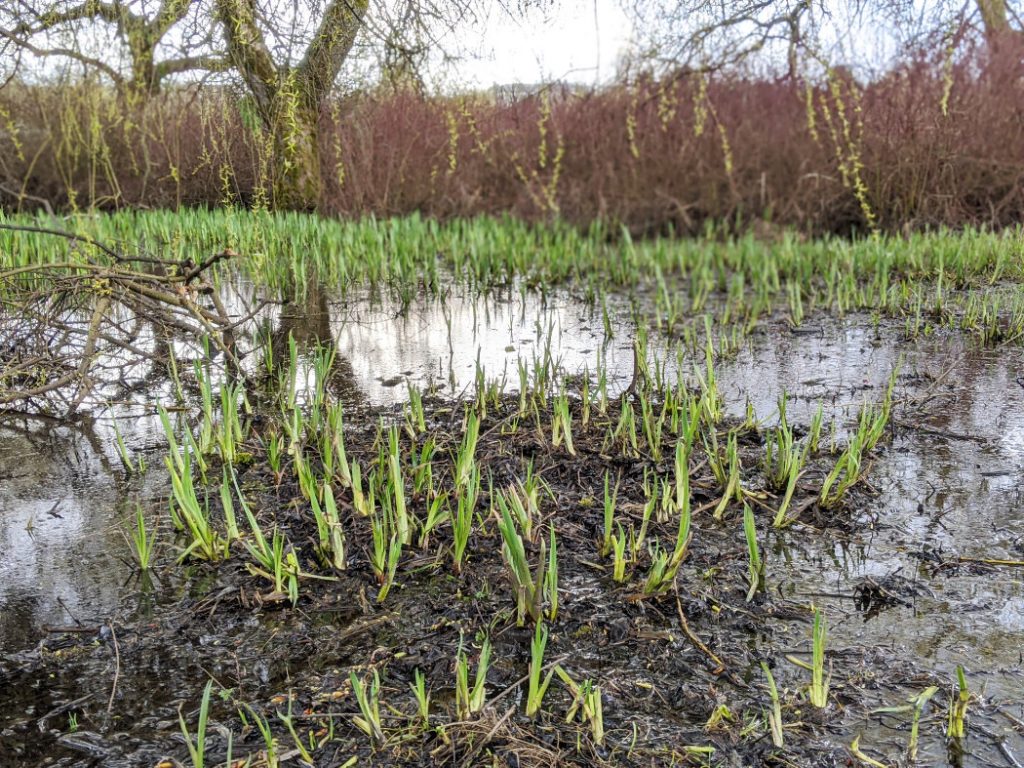 Muddy areas around Trout Lake