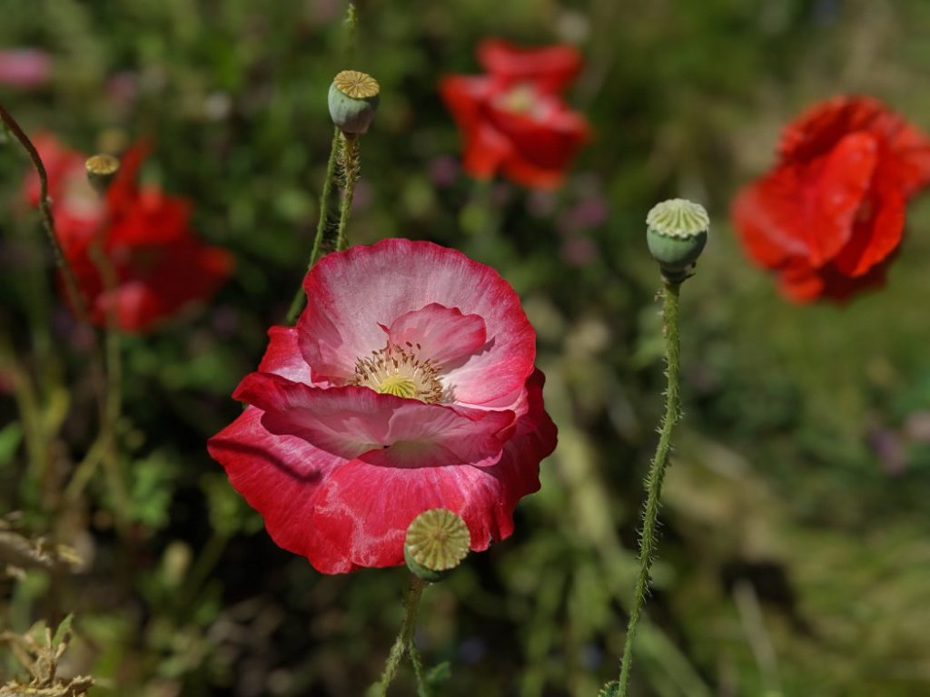 Poppies on the Arbutus Greenway