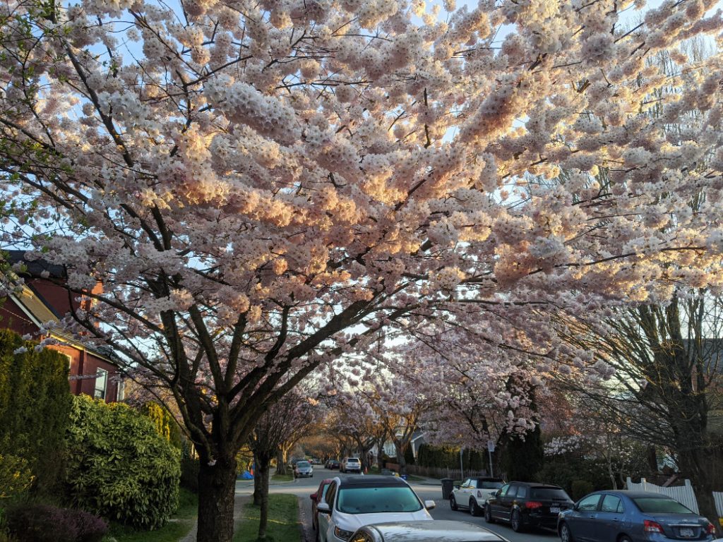 So many blossoms on Vancouver's backstreets