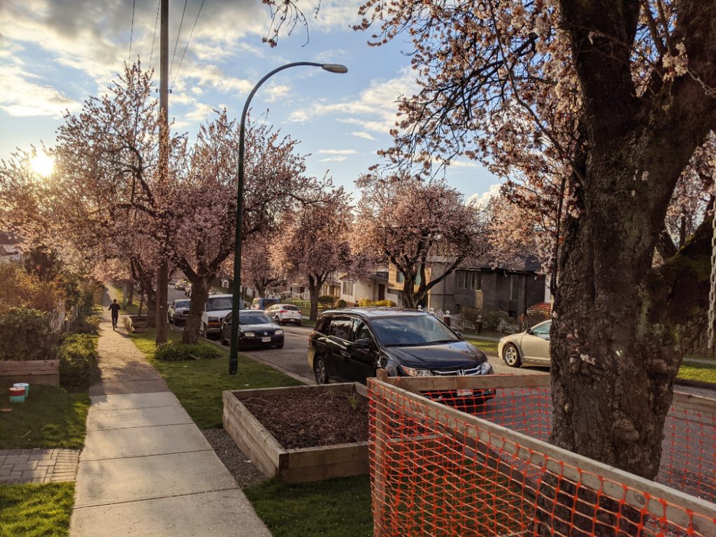 Vancouver blossoms on the way home
