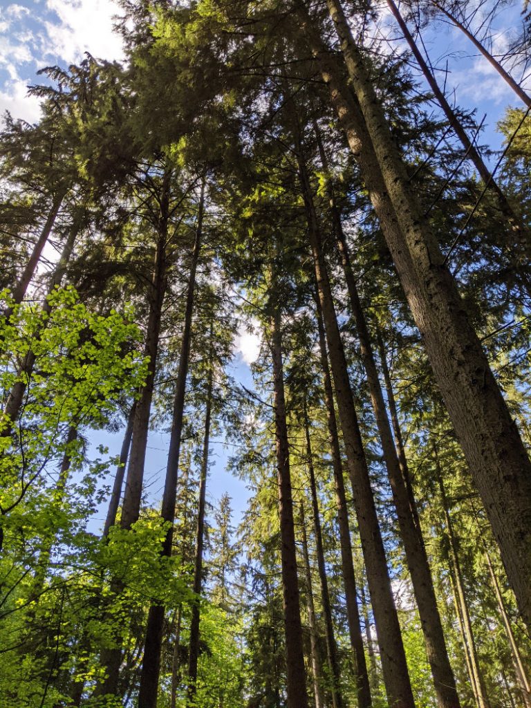 Western Hemlock