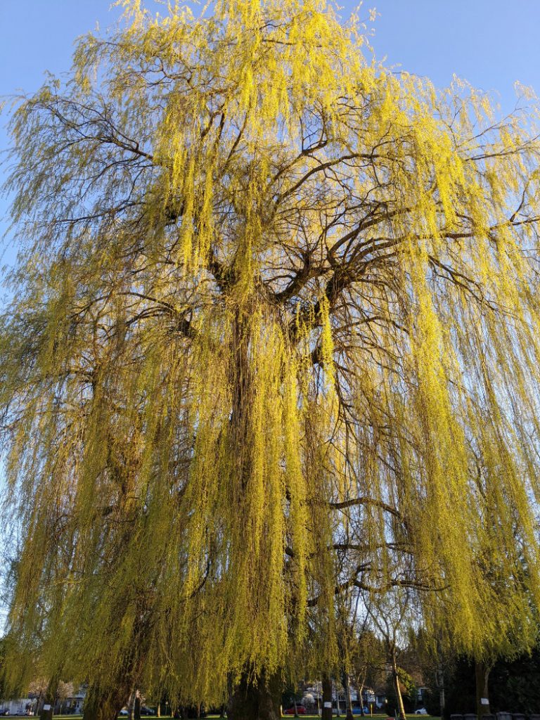 Willow near Trout Lake