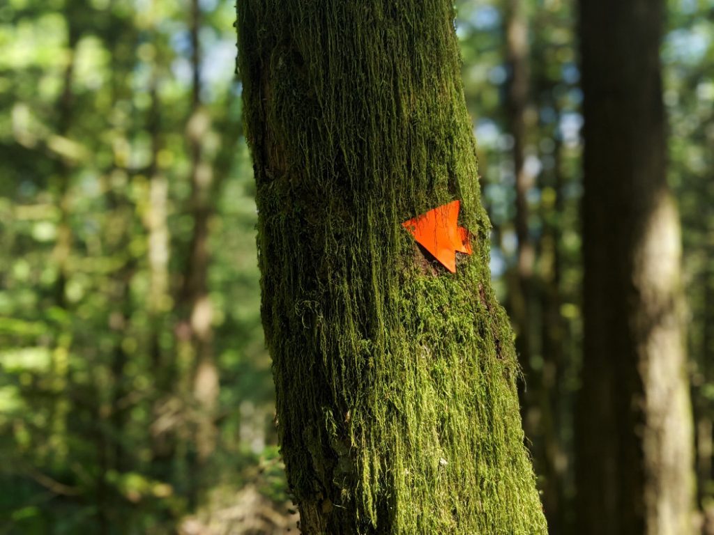 Mossy trees on the Harrion Grind
