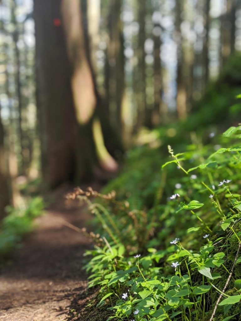 Teeny white flowers on the trail