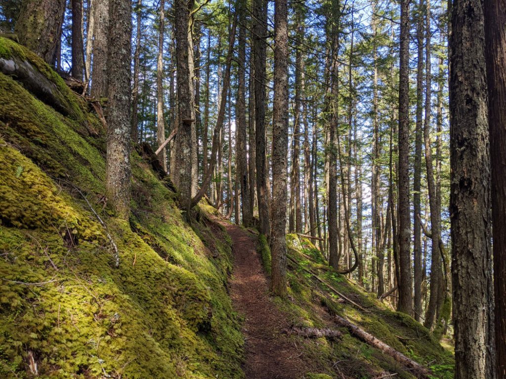 Mossy path through the trees