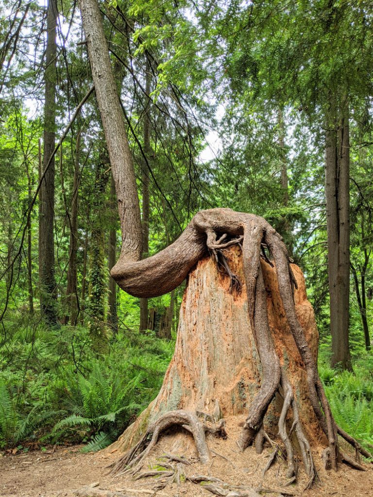 Amazing trunk on the