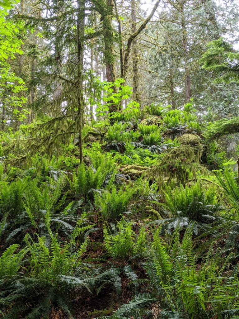Belcarra Regional Park ferns on the Jug Island beach trail