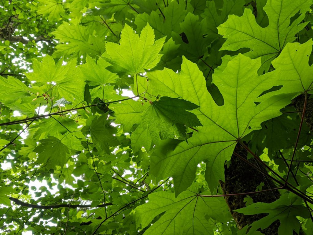 Gorgeous Green leaves in Belcarra Regional Park