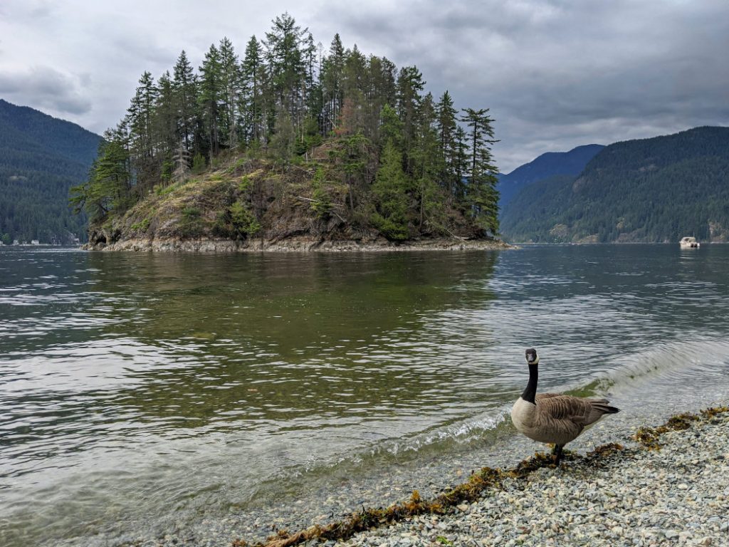 Posing goose on Jug Island Beach
