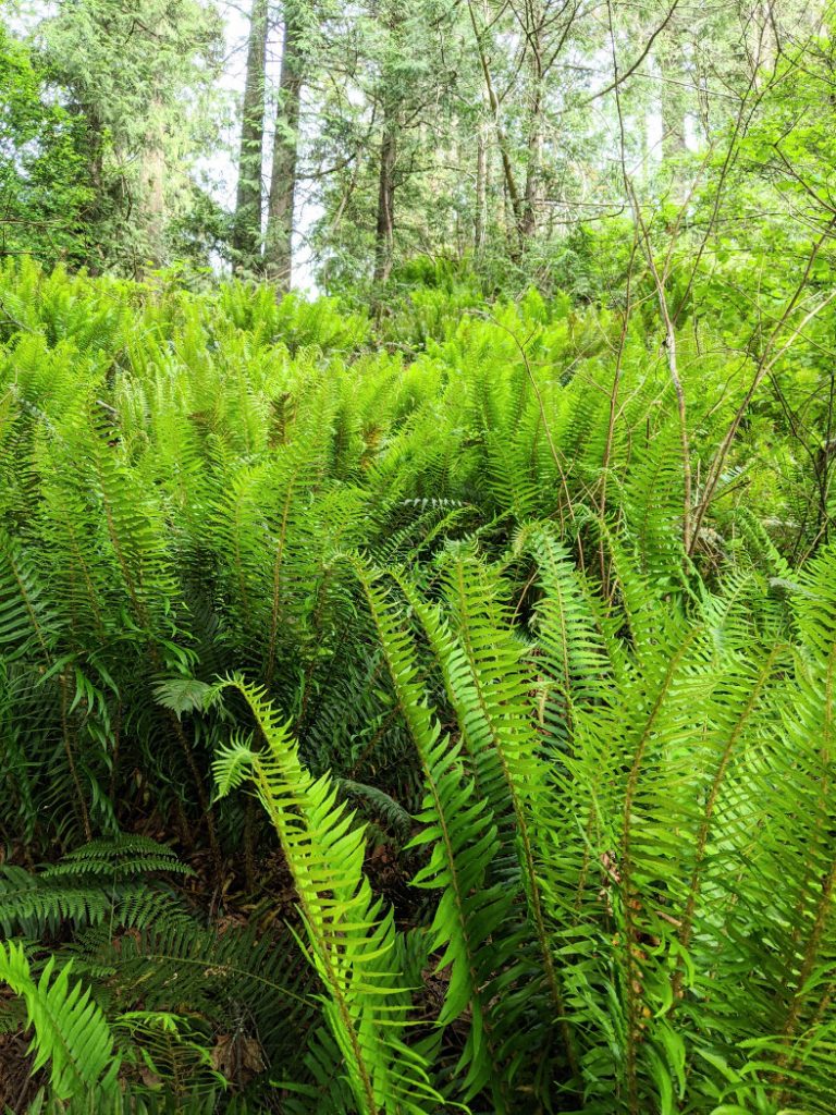 So many ferns in Belcarra Regional Park