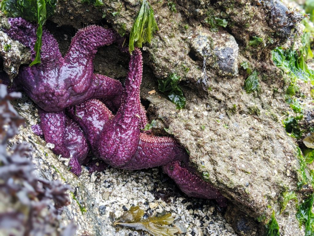 Starfish near Admiralty Point