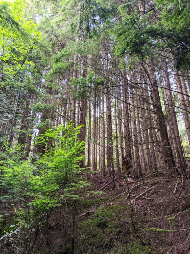 The start of the Jug Island beach trail