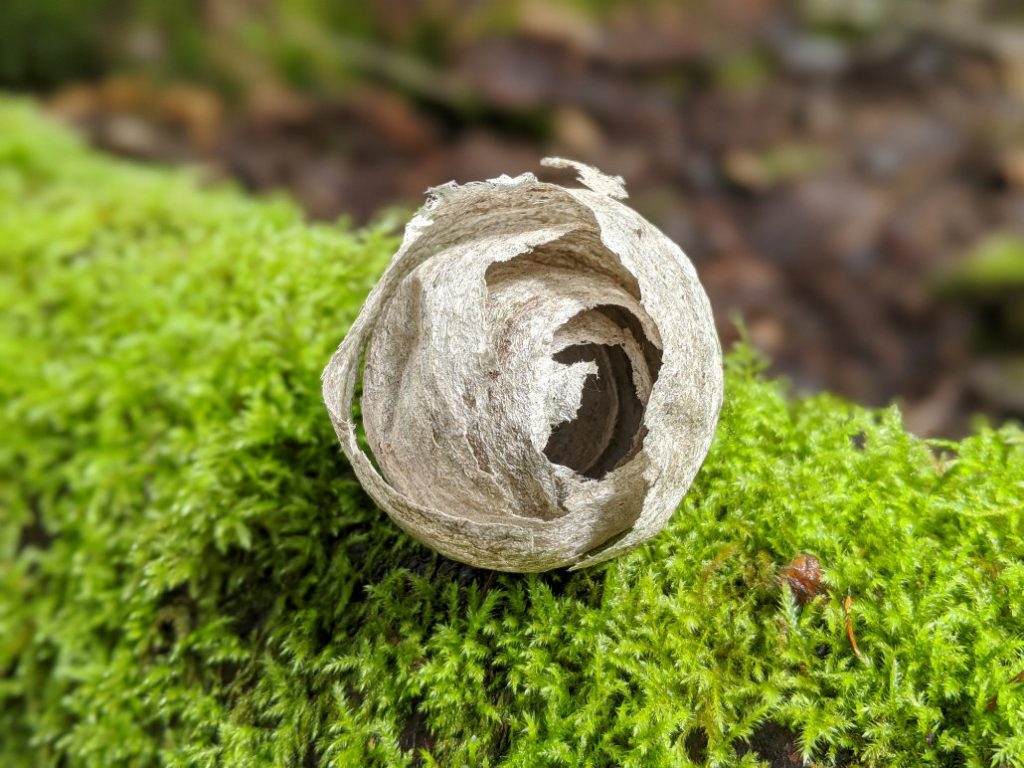 Cool little wasp nest