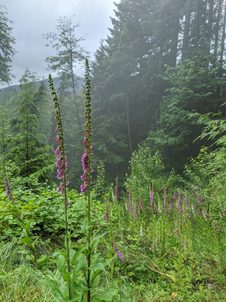 Foxgloves near the start of the trail