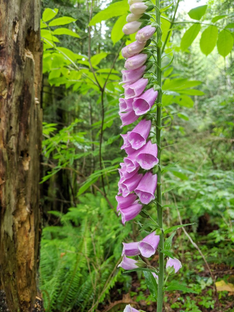 Foxgloves on the trail