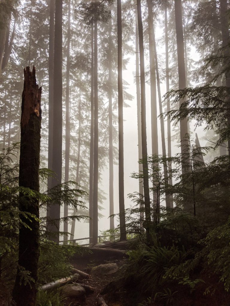 Misty trees in Lynn Headwaters Regional Park