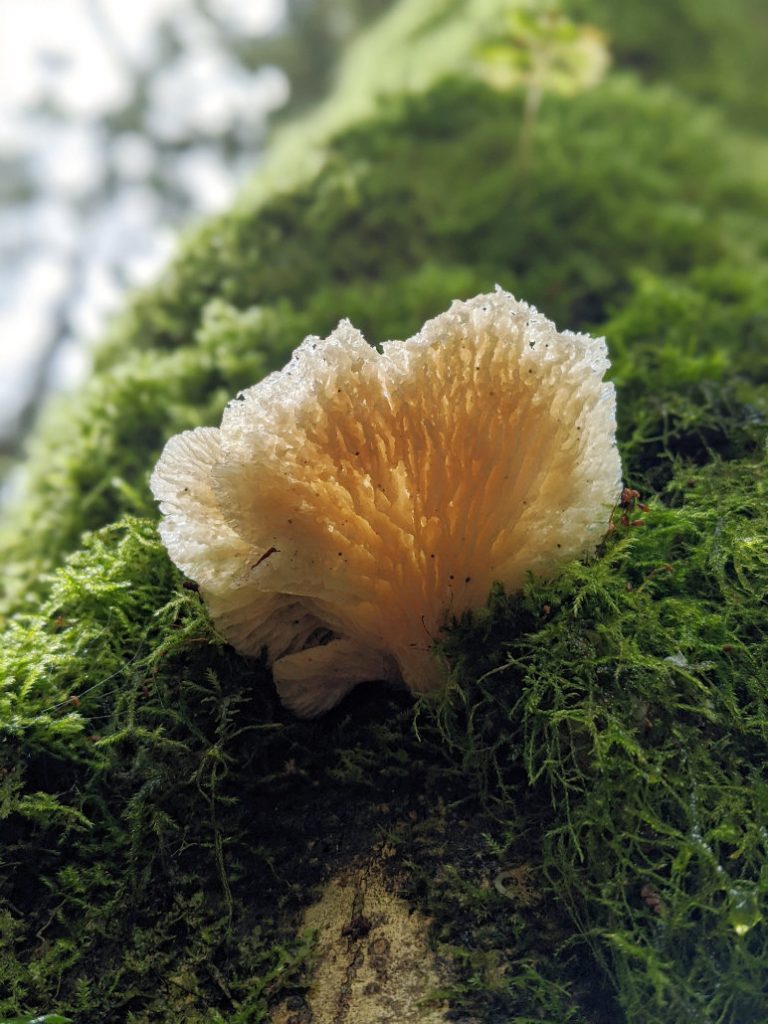 Mushroom on the trail